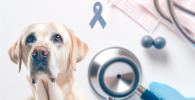 ¿Pueden los perros realmente detectar el cáncer?